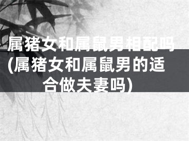 属猪女和属鼠男相配吗(属猪女和属鼠男的适合做夫妻吗)