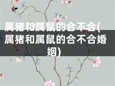 属猪和属鼠的合不合(属猪和属鼠的合不合婚姻)