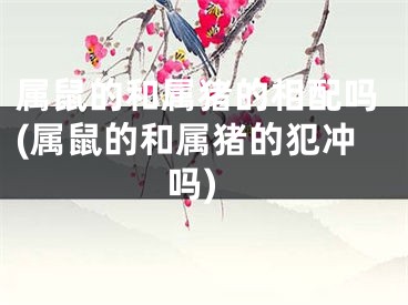 属鼠的和属猪的相配吗(属鼠的和属猪的犯冲吗)