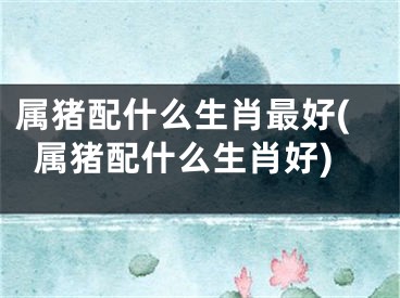 属猪配什么生肖最好(属猪配什么生肖好)