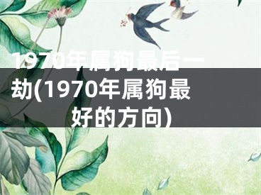 1970年属狗最后一劫(1970年属狗最好的方向)