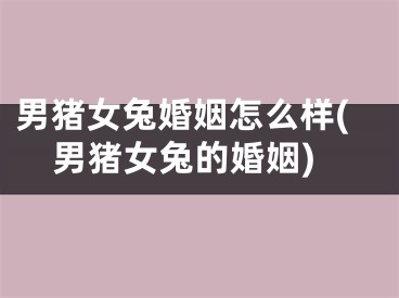 男猪女兔婚姻怎么样(男猪女兔的婚姻)