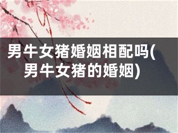 男牛女猪婚姻相配吗(男牛女猪的婚姻)