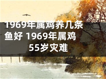 1969年属鸡养几条鱼好 1969年属鸡55岁灾难