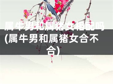 属牛男和属猪女相配吗(属牛男和属猪女合不合)
