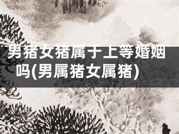 男猪女猪属于上等婚姻吗(男属猪女属猪)