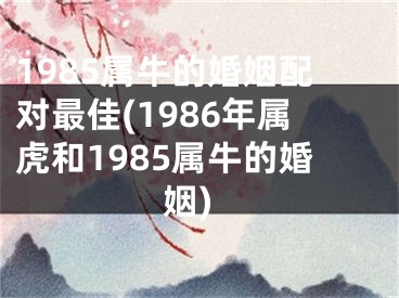 1985属牛的婚姻配对最佳(1986年属虎和1985属牛的婚姻)