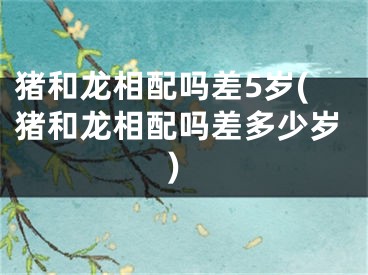 猪和龙相配吗差5岁(猪和龙相配吗差多少岁)