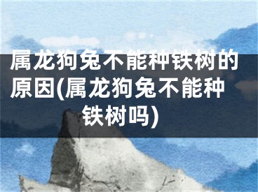 属龙狗兔不能种铁树的原因(属龙狗兔不能种铁树吗)
