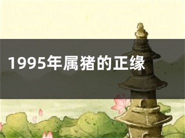 1995年属猪的正缘