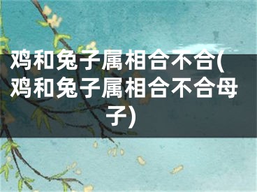 鸡和兔子属相合不合(鸡和兔子属相合不合母子)