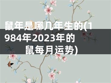 鼠年是哪几年生的(1984年2023年的鼠每月运势)