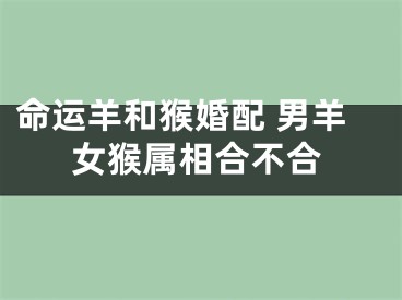 命运羊和猴婚配 男羊女猴属相合不合