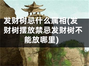 发财树忌什么属相(发财树摆放禁忌发财树不能放哪里)