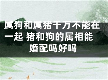 属狗和属猪千万不能在一起 猪和狗的属相能婚配吗好吗