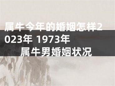 属牛今年的婚姻怎样2023年 1973年属牛男婚姻状况
