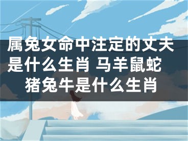 属兔女命中注定的丈夫是什么生肖 马羊鼠蛇猪兔牛是什么生肖