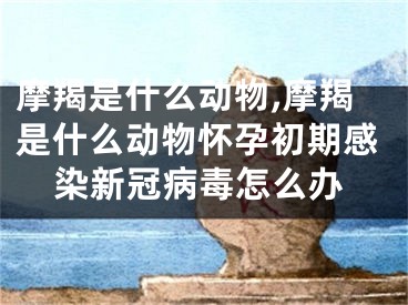 摩羯是什么动物,摩羯是什么动物怀孕初期感染新冠病毒怎么办