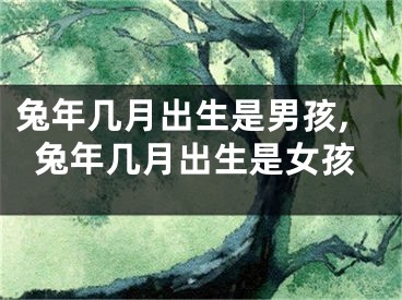 兔年几月出生是男孩,兔年几月出生是女孩