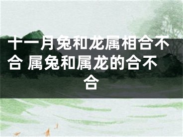十一月兔和龙属相合不合 属兔和属龙的合不合