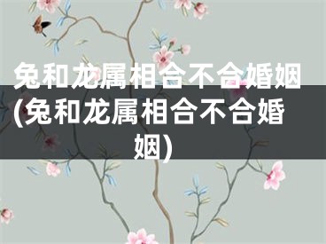 兔和龙属相合不合婚姻(兔和龙属相合不合婚姻)