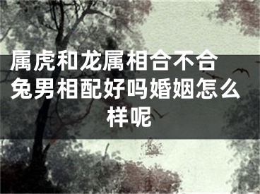 属虎和龙属相合不合 兔男相配好吗婚姻怎么样呢