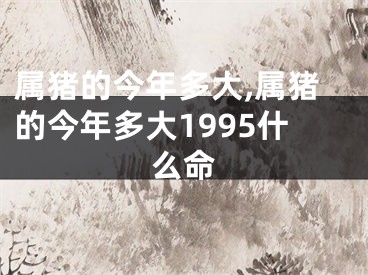 属猪的今年多大,属猪的今年多大1995什么命