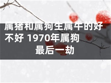 属猪和属狗生属牛的好不好 1970年属狗最后一劫