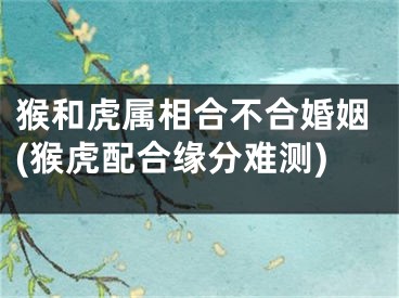 猴和虎属相合不合婚姻(猴虎配合缘分难测)