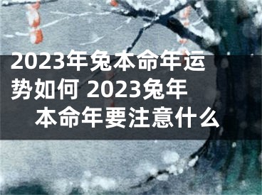 2023年兔本命年运势如何 2023兔年本命年要注意什么