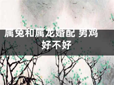 属兔和属龙婚配 男鸡好不好
