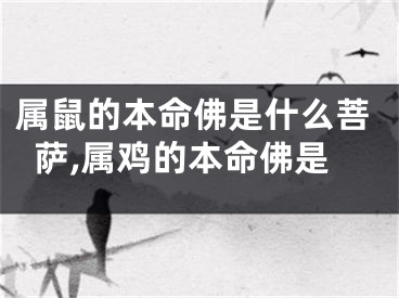 属鼠的本命佛是什么菩萨,属鸡的本命佛是