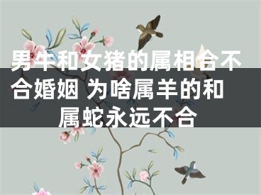 男牛和女猪的属相合不合婚姻 为啥属羊的和属蛇永远不合