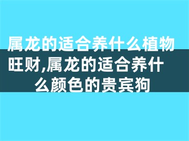 属龙的适合养什么植物旺财,属龙的适合养什么颜色的贵宾狗