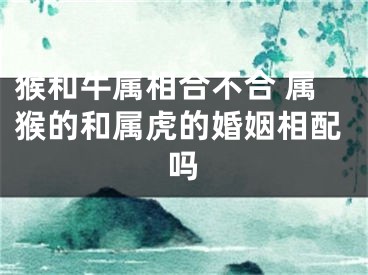 猴和牛属相合不合 属猴的和属虎的婚姻相配吗