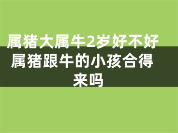 属猪大属牛2岁好不好 属猪跟牛的小孩合得来吗