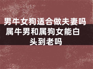 男牛女狗适合做夫妻吗 属牛男和属狗女能白头到老吗