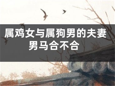 属鸡女与属狗男的夫妻 男马合不合