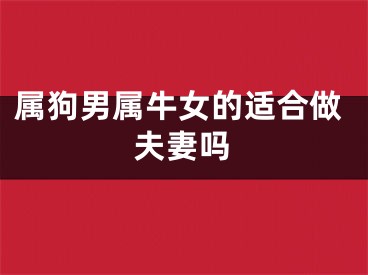 属狗男属牛女的适合做夫妻吗