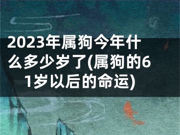2023年属狗今年什么多少岁了(属狗的61岁以后的命运)