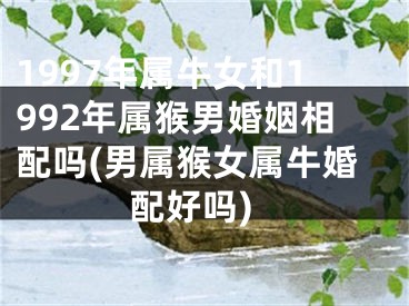 1997年属牛女和1992年属猴男婚姻相配吗(男属猴女属牛婚配好吗)