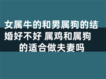 女属牛的和男属狗的结婚好不好 属鸡和属狗的适合做夫妻吗