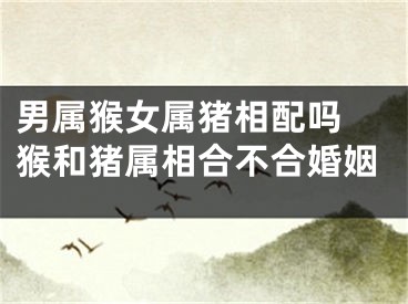 男属猴女属猪相配吗 猴和猪属相合不合婚姻