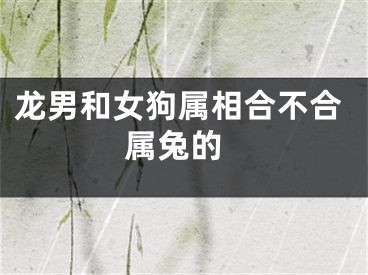 龙男和女狗属相合不合 属兔的