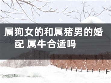属狗女的和属猪男的婚配 属牛合适吗 