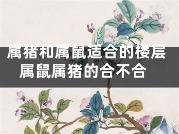 属猪和属鼠适合的楼层 属鼠属猪的合不合