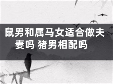 鼠男和属马女适合做夫妻吗 猪男相配吗