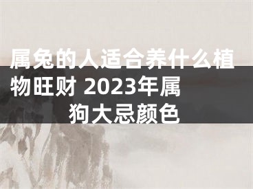 属兔的人适合养什么植物旺财 2023年属狗大忌颜色