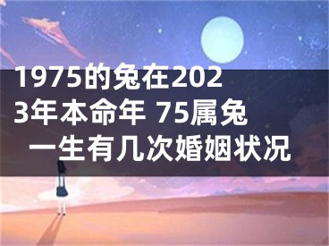 1975的兔在2023年本命年 75属兔一生有几次婚姻状况