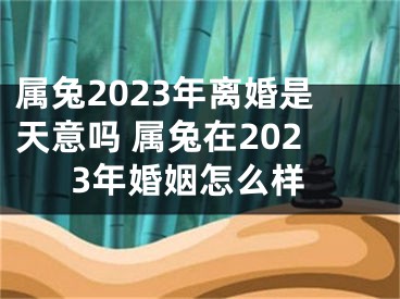 属兔2023年离婚是天意吗 属兔在2023年婚姻怎么样